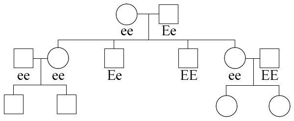 earlobes family tree diagram