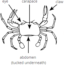 labelled crab