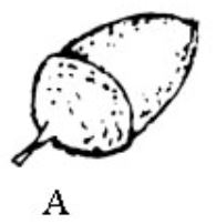 Seeds and flowers_A.jpg