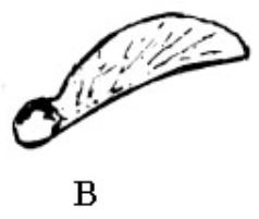 Seeds and flowers_B.jpg