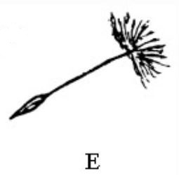 Seeds and flowers_E.jpg