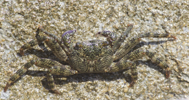 Grey crab on rock background