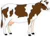 cow.png