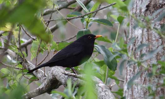 blackbird in a tree