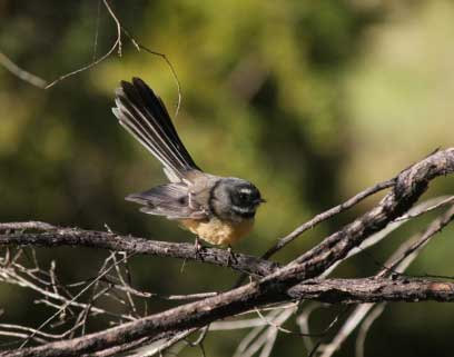 fantail or piwakawaka