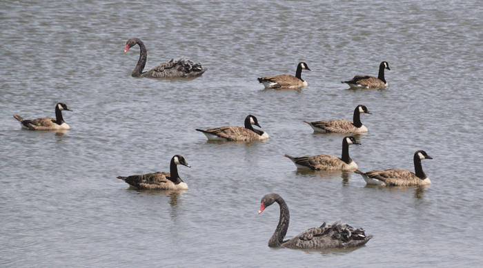 geese and swans on a lake