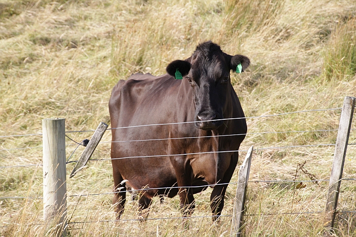 116010161-cow-fence-700w.jpg