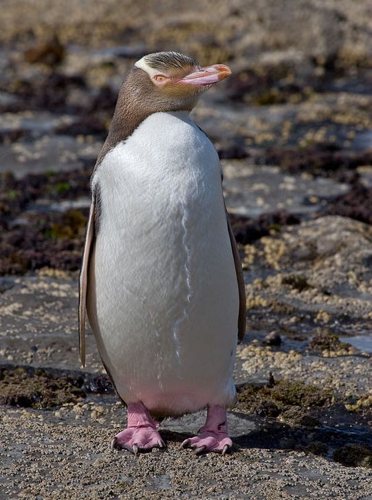 yellow eyed penguin - hoiho