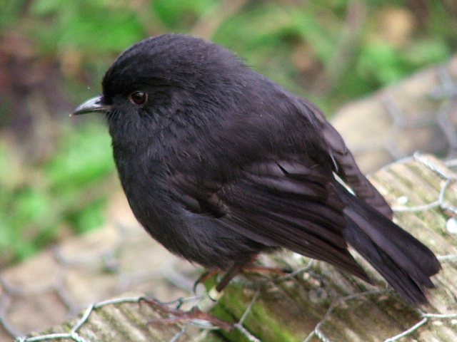 Black Robin on Rangatira Island