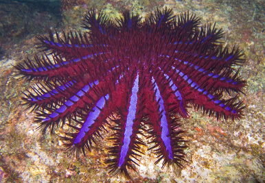 illustration: crown of thorn starfish