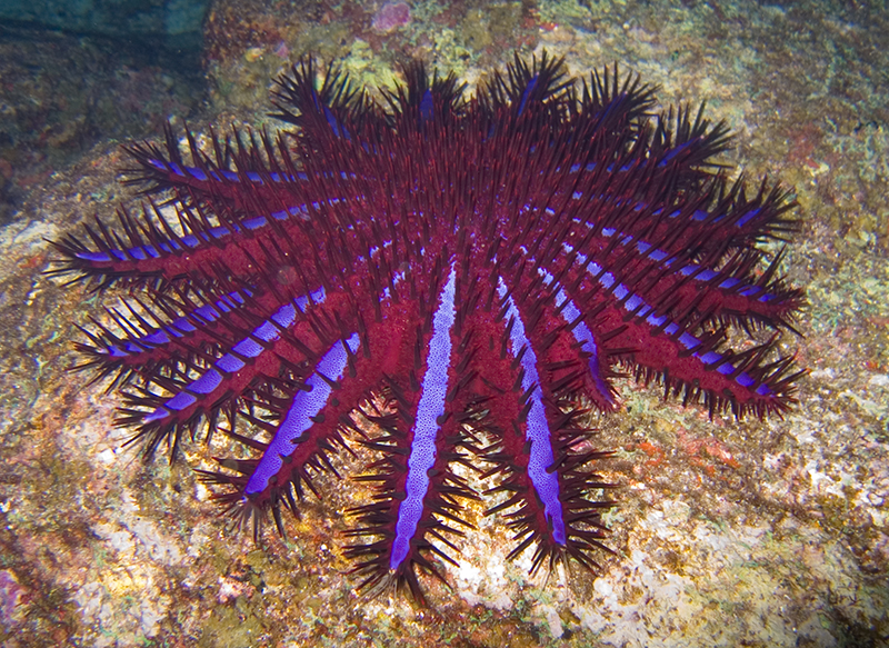 illustration: Crown of thorn starfish
