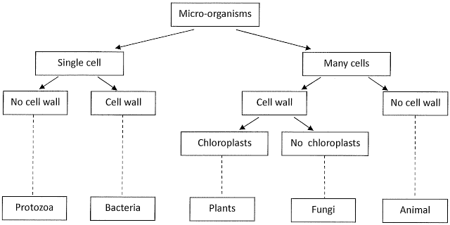 classification key for micro organisms