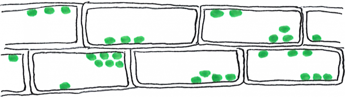 cell option b