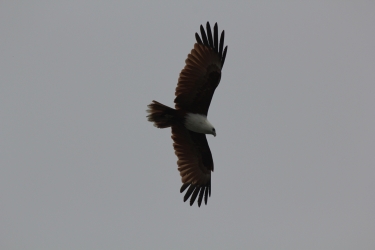 NZ falcon flying