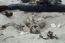 Oyster catcher nest198-089 225px.png