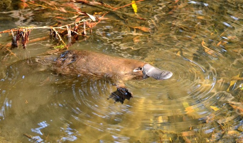 platypus