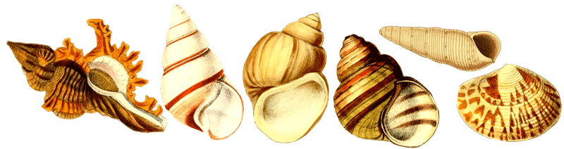 Seashells-PDV-800w.png