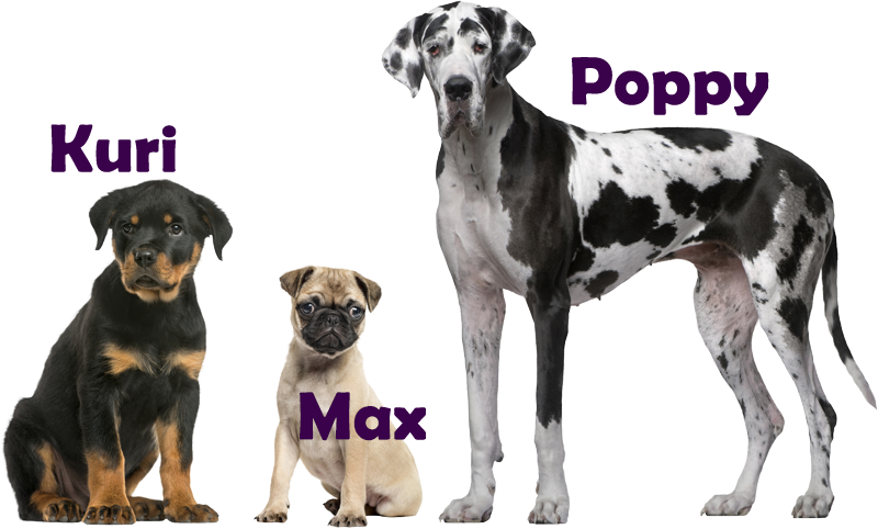 illustration: Three dogs: Kuri, Max and Poppy