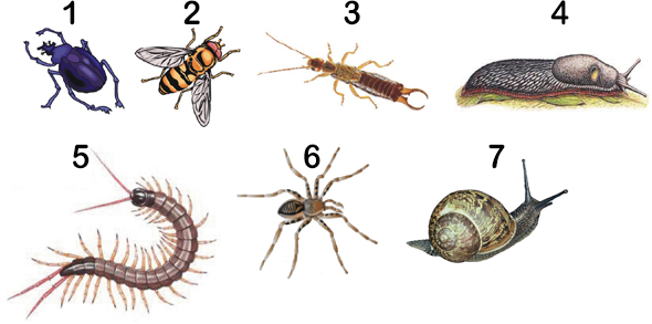 seven animals