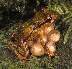 Archey's frog with eggs