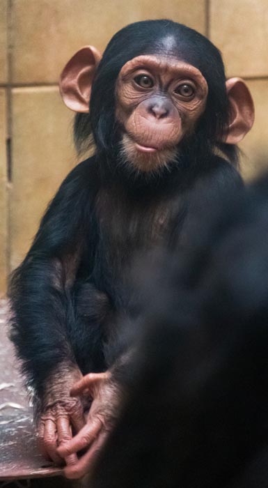 illustration: baby chimpanzee