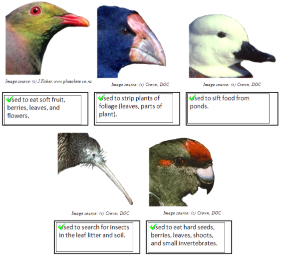 beaks-answers.png