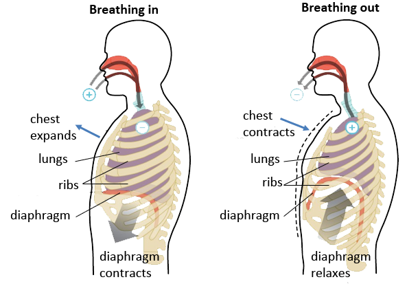 diagram of breathing in and out