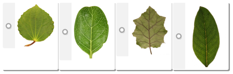 classifying leaves