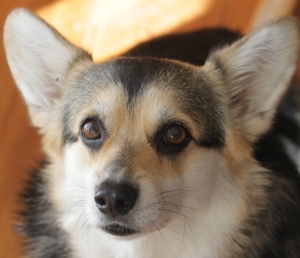 corgi dog