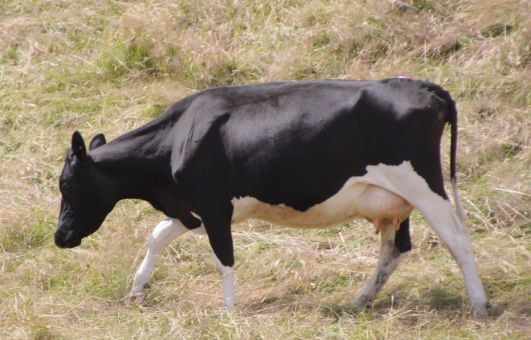 cow-PK-340.jpg