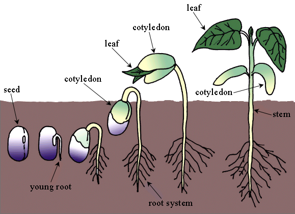 diagram of bean seeds growing