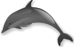 dolphin