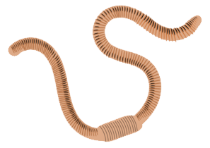 illustration: earthworm