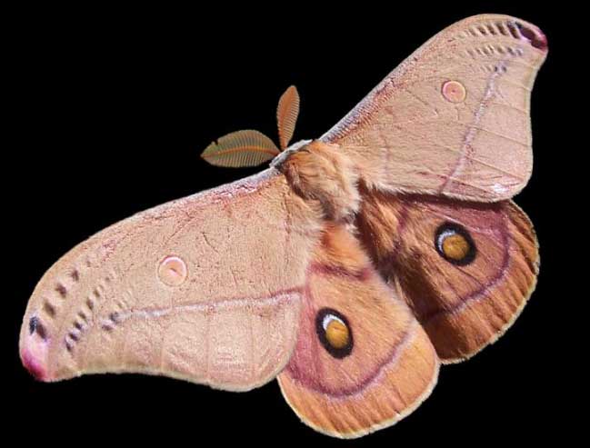 emperor-gum-moth.jpg
