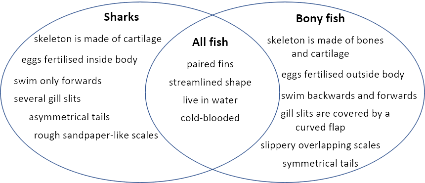 venn diagram of bony fish and sharks