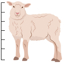 height-sheep.png