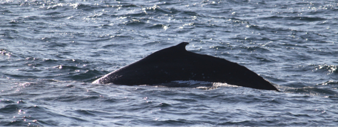 humpback whale