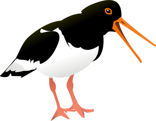 oyster catcher