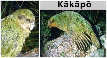 images of a kākāpō