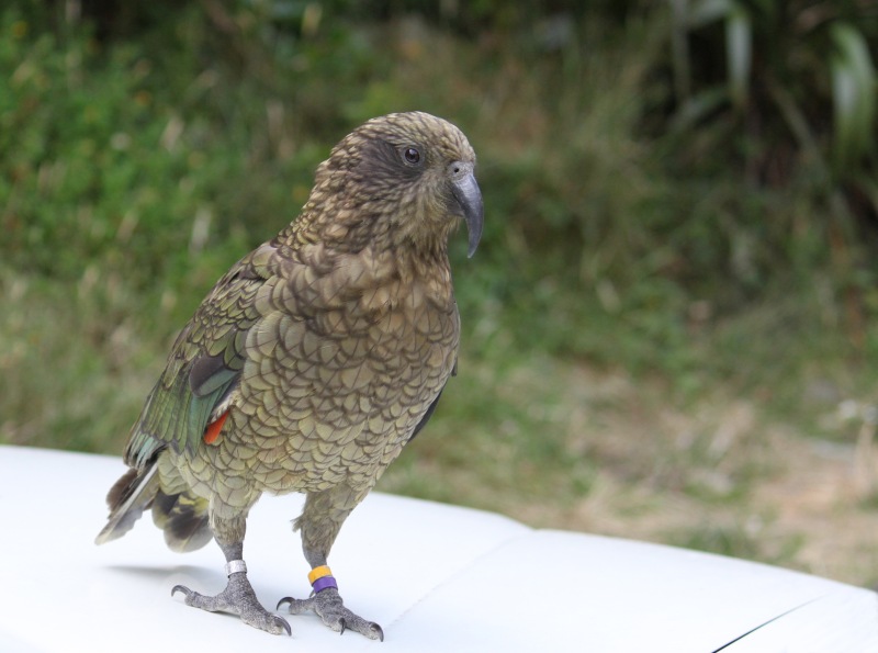 kea