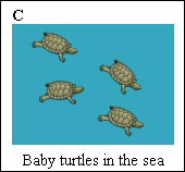 keeping-safe-b-baby-turtles.png