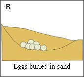 keeping-safe-b-turtle-eggs.png