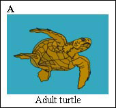 keeping-safe-b-turtle.png