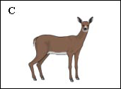 keeping-safe-c-deer.png