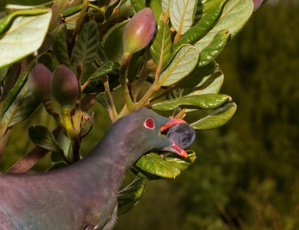 Kereru eating Tairare berries