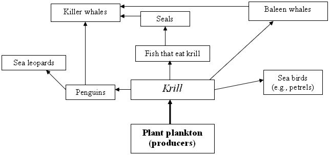 diagram of the krill food web