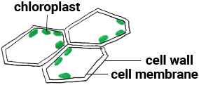 labelled diagram of a cell wall, membrane and chloroplast