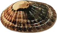 illustration: limpet