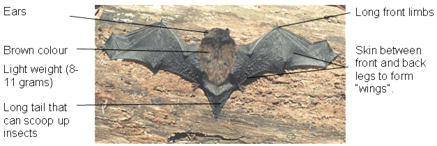 labelled diagram of long-tailed bat pekapeka