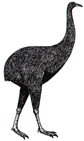 sketch of a moa